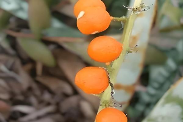 猫耳兰的养殖方法,适合在酸性沙质壤土中种植