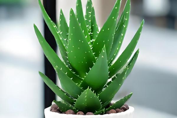 芦荟怎么过冬，天气冷时可减少浇水次数