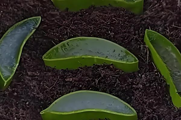 芦荟怎么过冬，天气冷时可减少浇水次数