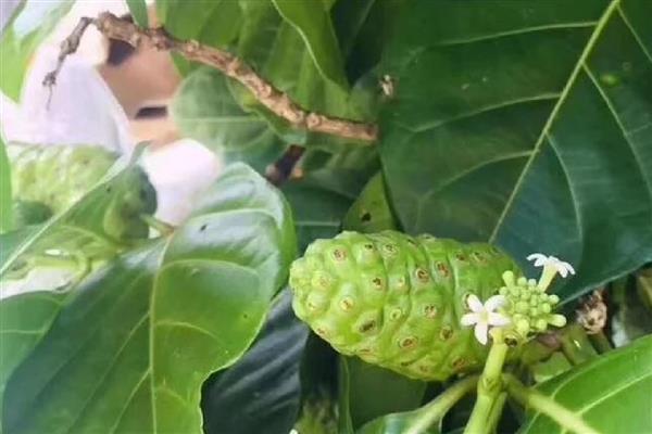 诺丽果能在家里种吗,可以在家里种植