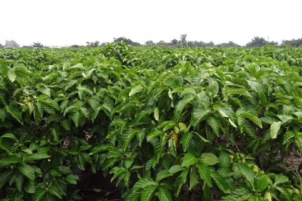 诺丽果能在家里种吗,可以在家里种植