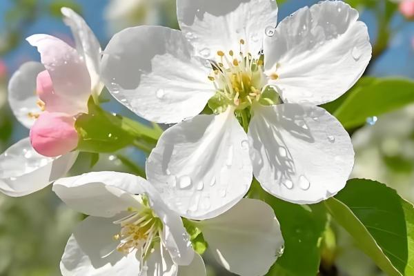 梨花有什么寓意，代表纯情、纯真的爱等含义