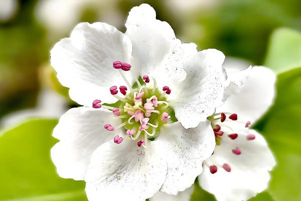 梨花有什么寓意，代表纯情、纯真的爱等含义