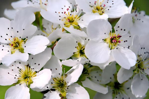 梨花有什么寓意，代表纯情、纯真的爱等含义