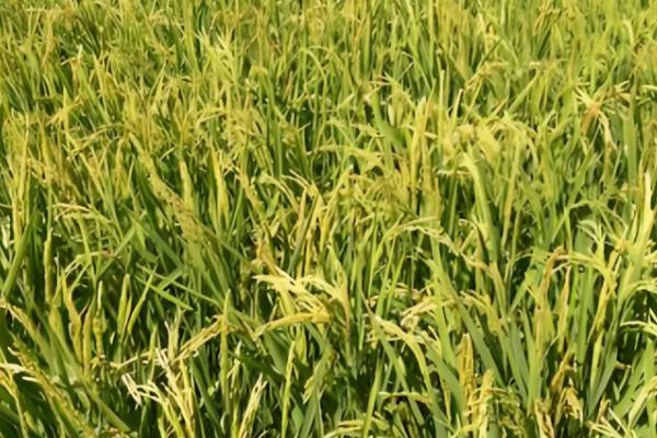 垦稻26水稻基本信息,属于粳型常规稻