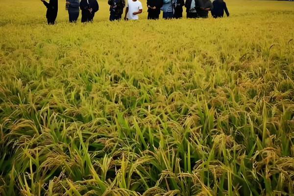 垦稻26水稻基本信息,属于粳型常规稻