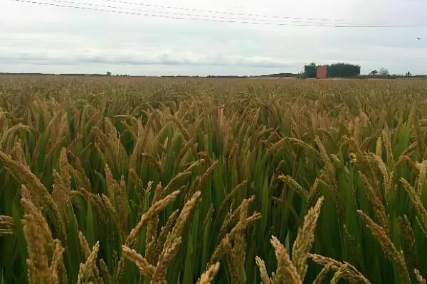 垦稻26水稻基本信息,属于粳型常规稻