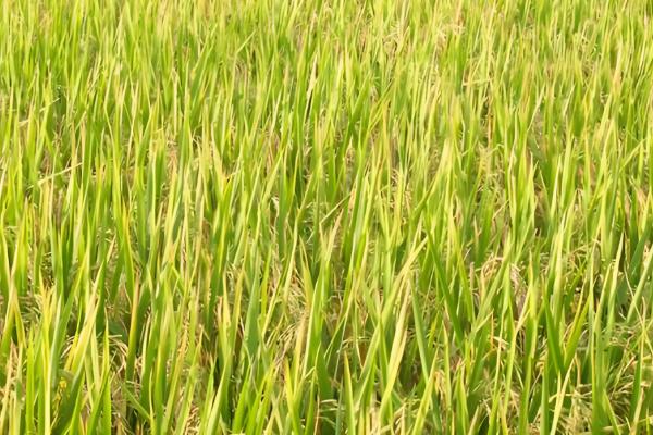 垦稻26水稻基本信息,属于粳型常规稻