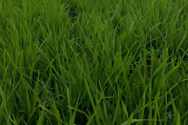 垦稻26水稻基本信息,属于粳型常规稻