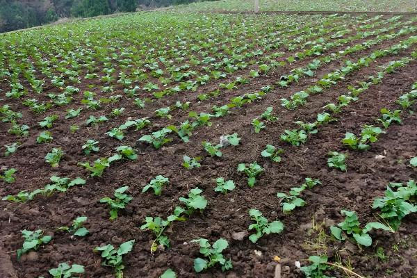 油菜在几月份种植,通常是9-11月左右