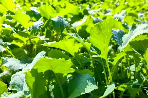 油菜在几月份种植,通常是9-11月左右