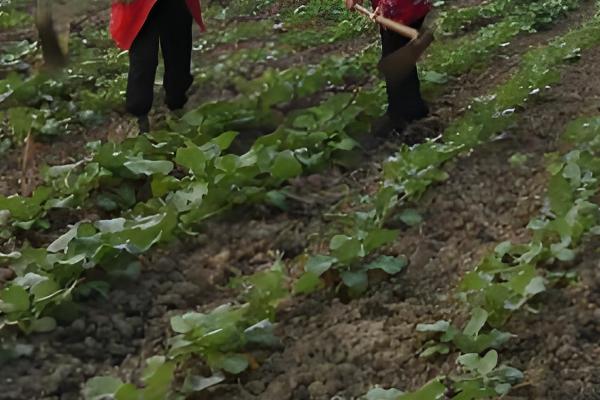 油菜在几月份种植,通常是9-11月左右