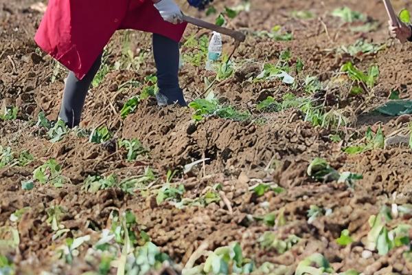 油菜在几月份种植,通常是9-11月左右