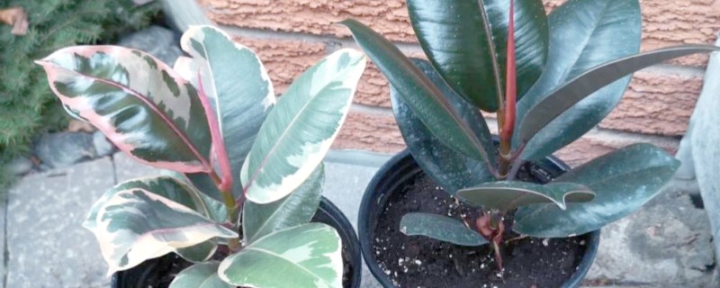 橡皮树有毒吗，含有少许的毒素