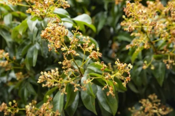 荔枝树也分公母吗，荔枝树不分公母