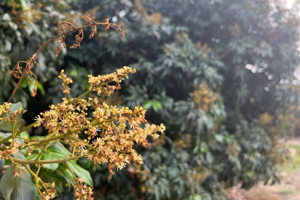 荔枝树也分公母吗，荔枝树不分公母