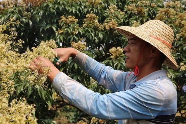 荔枝树也分公母吗，荔枝树不分公母