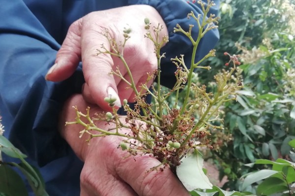 荔枝树也分公母吗，荔枝树不分公母