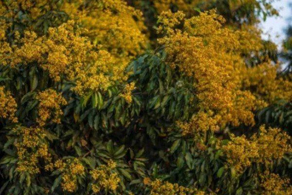 荔枝树也分公母吗，荔枝树不分公母