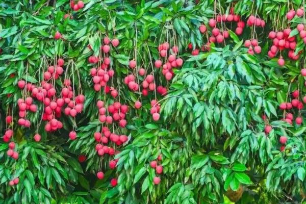 荔枝树也分公母吗，荔枝树不分公母