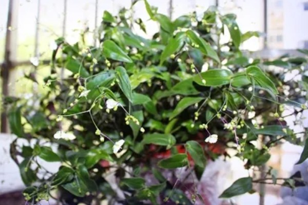 如何养殖婚纱吊兰，春秋季节每隔2-3天浇一次水