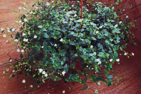 如何养殖婚纱吊兰，春秋季节每隔2-3天浇一次水