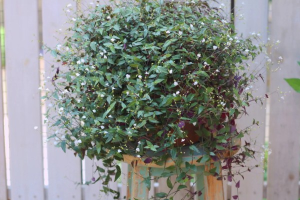 如何养殖婚纱吊兰，春秋季节每隔2-3天浇一次水