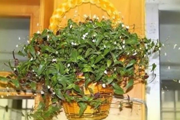 如何养殖婚纱吊兰，春秋季节每隔2-3天浇一次水