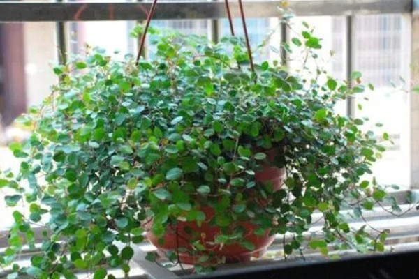 如何养殖婚纱吊兰，春秋季节每隔2-3天浇一次水