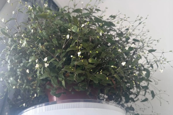 如何养殖婚纱吊兰，春秋季节每隔2-3天浇一次水