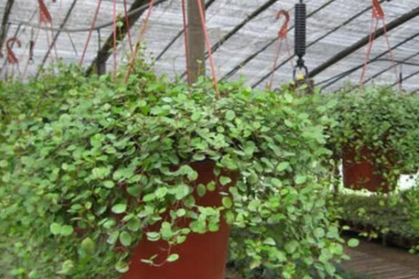 如何养殖婚纱吊兰，春秋季节每隔2-3天浇一次水