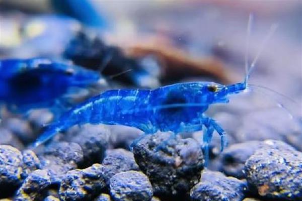 蓝丝绒虾好不好养,把水温控制在24-25℃