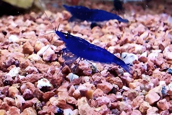 蓝丝绒虾好不好养,把水温控制在24-25℃