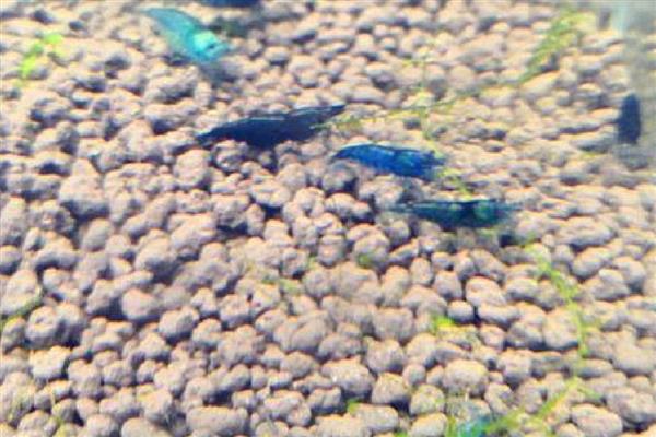 蓝丝绒虾好不好养,把水温控制在24-25℃