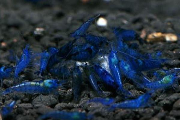 蓝丝绒虾好不好养,把水温控制在24-25℃