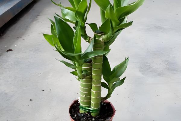 观音竹能否养在卧室中,养在卧室内可以吸收有害气体