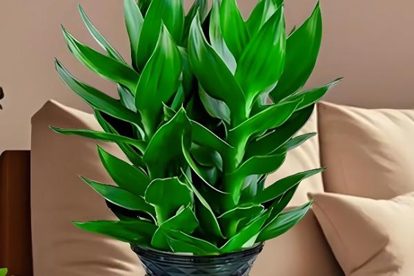 观音竹能否养在卧室中,养在卧室内可以吸收有害气体