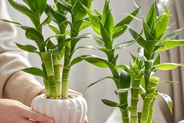 观音竹能否养在卧室中,养在卧室内可以吸收有害气体