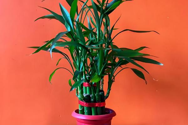 观音竹能否养在卧室中,养在卧室内可以吸收有害气体