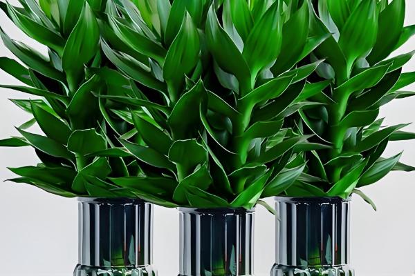 观音竹能否养在卧室中,养在卧室内可以吸收有害气体