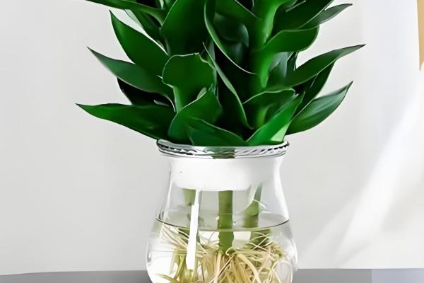 观音竹能否养在卧室中,养在卧室内可以吸收有害气体