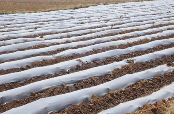 农膜的种类,分为无色透明地膜、黑色地膜等类型
