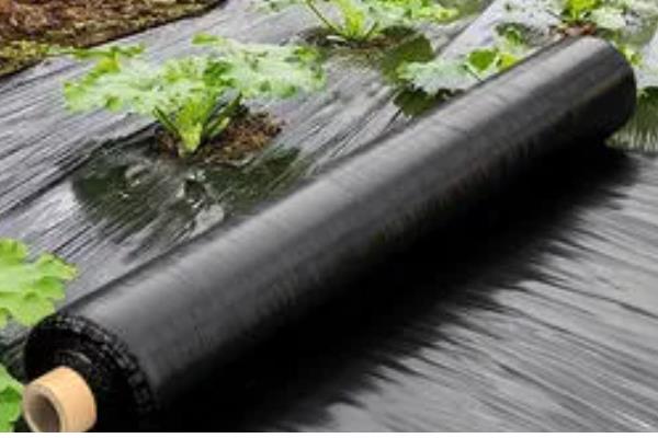 农膜的种类,分为无色透明地膜、黑色地膜等类型