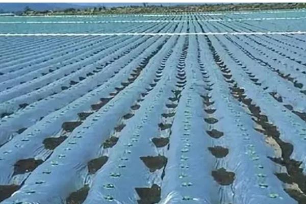 农膜的种类,分为无色透明地膜、黑色地膜等类型