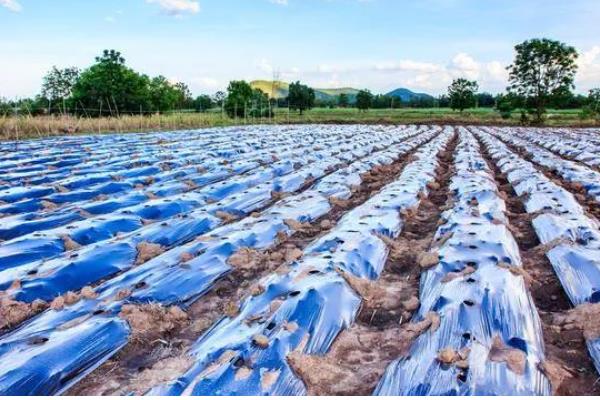 农膜的种类,分为无色透明地膜、黑色地膜等类型