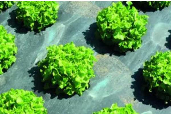 农膜的种类,分为无色透明地膜、黑色地膜等类型