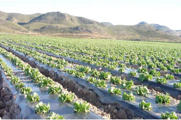 农膜的种类,分为无色透明地膜、黑色地膜等类型