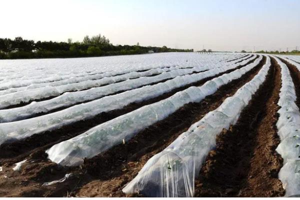 农膜的种类,分为无色透明地膜、黑色地膜等类型