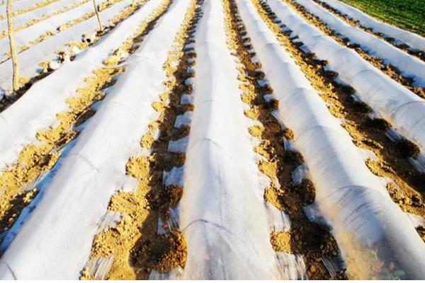 农膜的种类,分为无色透明地膜、黑色地膜等类型