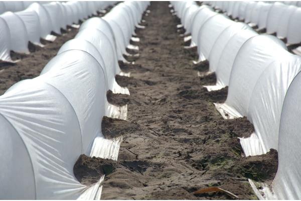 农膜的种类,分为无色透明地膜、黑色地膜等类型